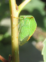Stictocephala bisonia