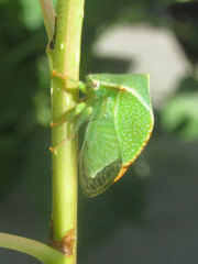 Stictocephala bisonia