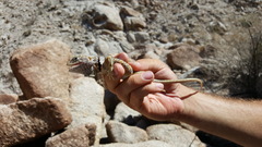 Crotaphytus nebrius