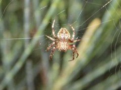 Araneidae