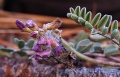 Astragalus cobrensis