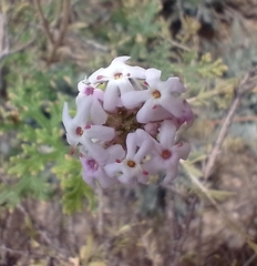 Junellia crithmifolia