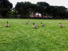 Branta canadensis