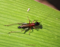 Cranistus colliurides