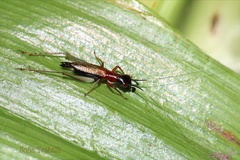 Cranistus colliurides