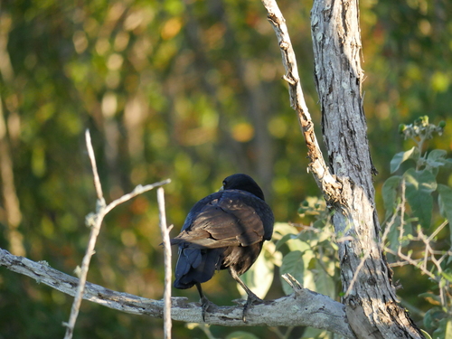 Corvidae image