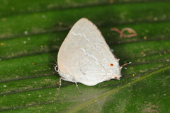 Strephonota elika