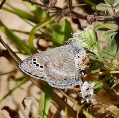 Echinargus