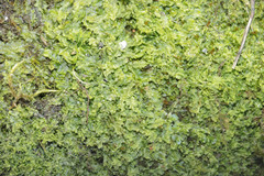 Chiloscyphus pallescens