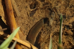 Erpobdellidae