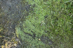 Chiloscyphus pallescens