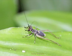 Phylloscyrtus amoenus