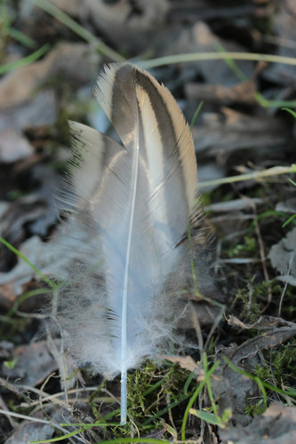Plume de Canard colvert