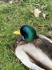 Anas platyrhynchos