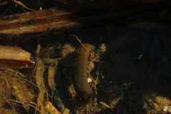 Erpobdellidae