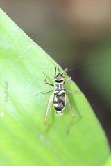 Phylloscyrtus amoenus