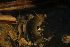 Erpobdellidae