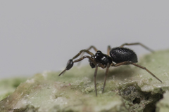 Erigonoplus globipes