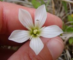 Gentianella saxosa