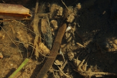 Erpobdellidae