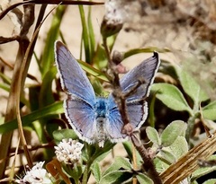 Echinargus