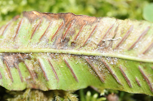 Hart's-tongue Fern Rust