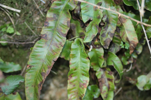 Hart's-tongue Fern Rust