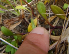 Gentianella saxosa