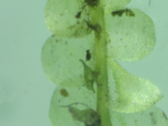 Chiloscyphus pallescens