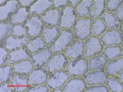 Chiloscyphus pallescens