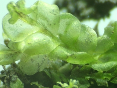 Chiloscyphus pallescens