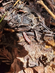 Microphotus angustus