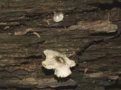 Lepiota felina
