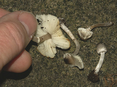 Lepiota felina