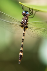 Macrothemis imitans