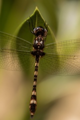 Macrothemis imitans