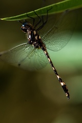Macrothemis imitans