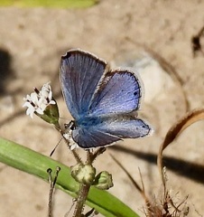 Echinargus