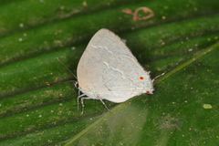 Strephonota elika