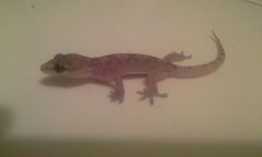 Hemidactylus angulatus