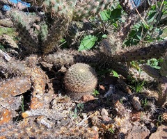 Mammillaria brandegeei