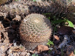 Mammillaria brandegeei