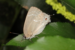 Strephonota elika