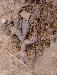 Pterocactus tuberosus