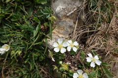 Potentilla montana
