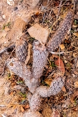 Pterocactus tuberosus