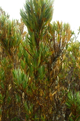 Chusquea subtessellata