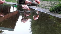 Phoenicopteriformes
