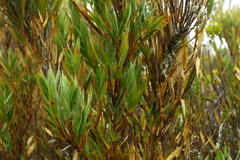 Chusquea subtessellata