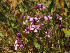 Moricandia arvensis